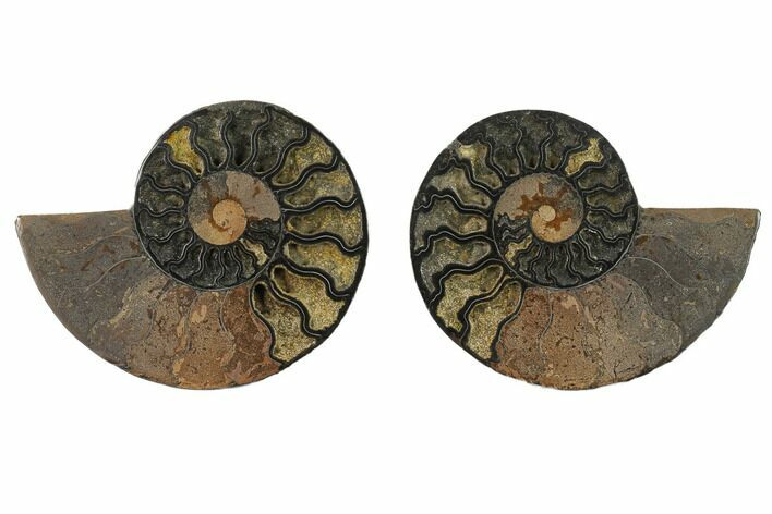 Cut & Polished Black/Orange Ammonite - Unusual Coloration #132234